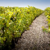 Vignes de Cabernet Sauvignon sur terroir de Graves - Château Grand-Puy-Lacoste