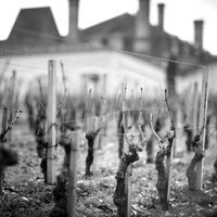 Vigne de Merlot en hiver - Château Grand-Puy-Lacoste