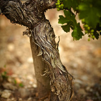Cep de vigne de Cabernet Sauvignon - Château Grand-Puy-Lacoste